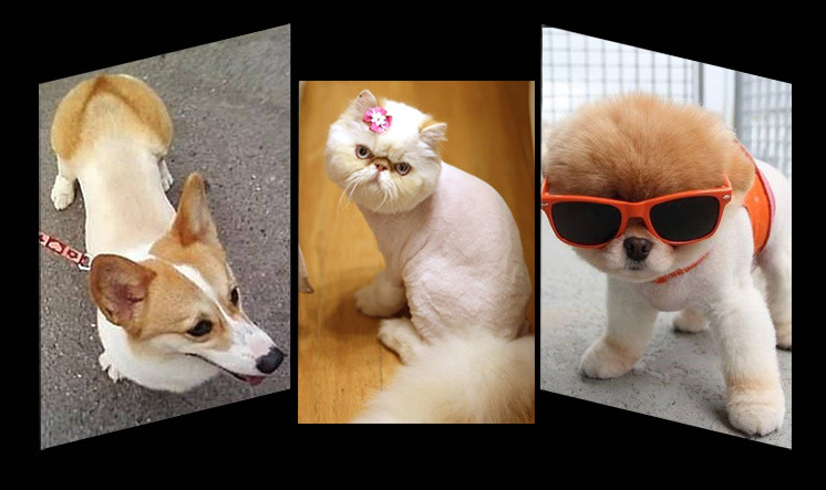 P65 USB bežična mašinica za šišanje kućnih ljubimaca